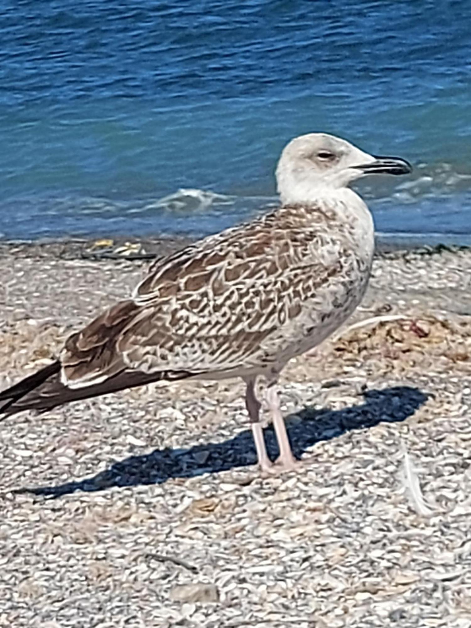 דירות מנגליה Flomar By The Sea מראה חיצוני תמונה